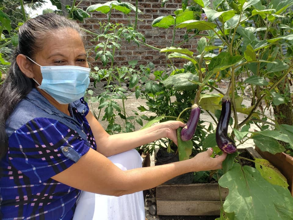Bild einer Frau mit Atemschutzmaske. Sie hält Auberginen von einem Strauch